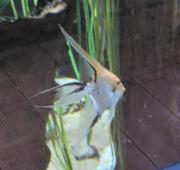 Angelfish de agua dulce en el Zoo de Colchester