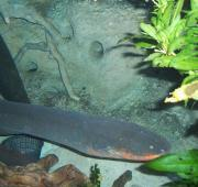 Anguila eléctrica (Electrophorus electricus), en el acuario New England Aquarium