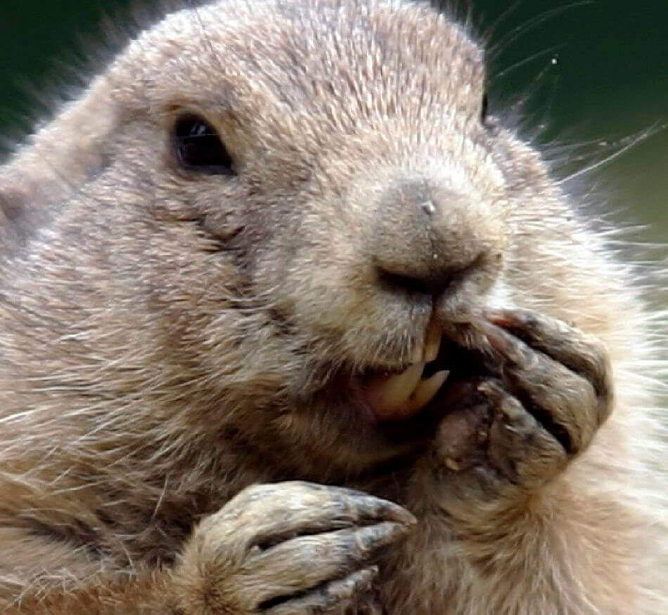 animal-extreme-closeup-groundhog