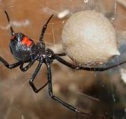 Araña viuda negra hembra (Latrodectus mactans) que cuida un estuche de huevos