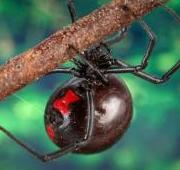 Araña viuda negra hembra (Latrodectus mactans)