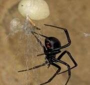 Araña viuda negra (Lactrodectus hesperus) y saco de huevos