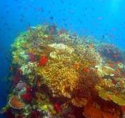 Arrecife de coral, Fiji