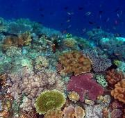 Arrecife de coral saludable en la costa norte de Timor Oriental