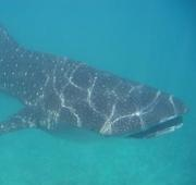 Asmall (4m) Tiburón ballena (Rhincodon typus) en las Maldivas