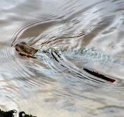 Australian Water Dragon (Physignathus lesueurii), Shoalhaven River, NSW, Australia