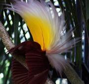 Ave Mayor Masculina del Paraíso (Paradisaea apoda), en Bali Bird Park