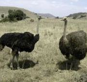 Avestruces en Sudáfrica