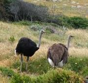 Avestruces machos y hembras Punta del Cabo