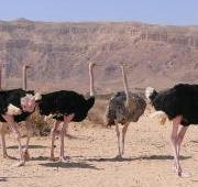 Avestruces (Struthio camelus), Chay Bar Yotvata, Israel
