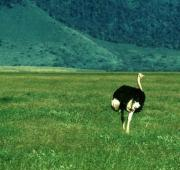 Avestruces (Struthio camelus massaicus), en Ngorongoro Krater