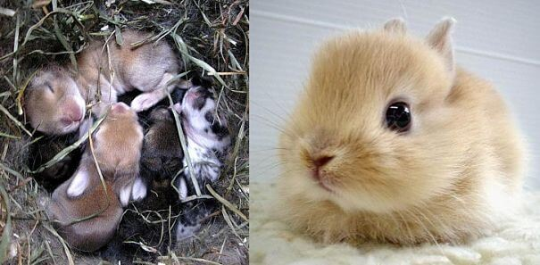 baby conejos, baby conejito