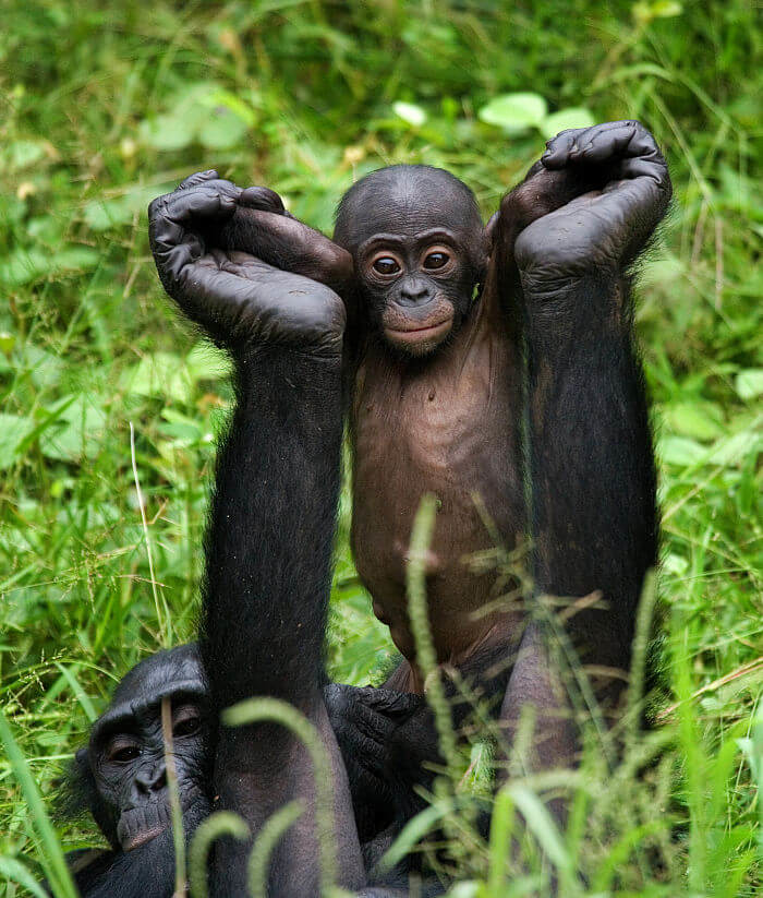 bebé bonobo siendo levantado