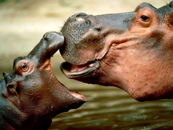 bebé hipopótamo con madre