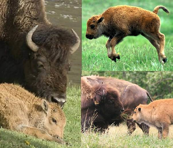 bebés bisontes