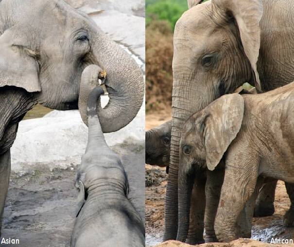 bebés elefantes y mamás