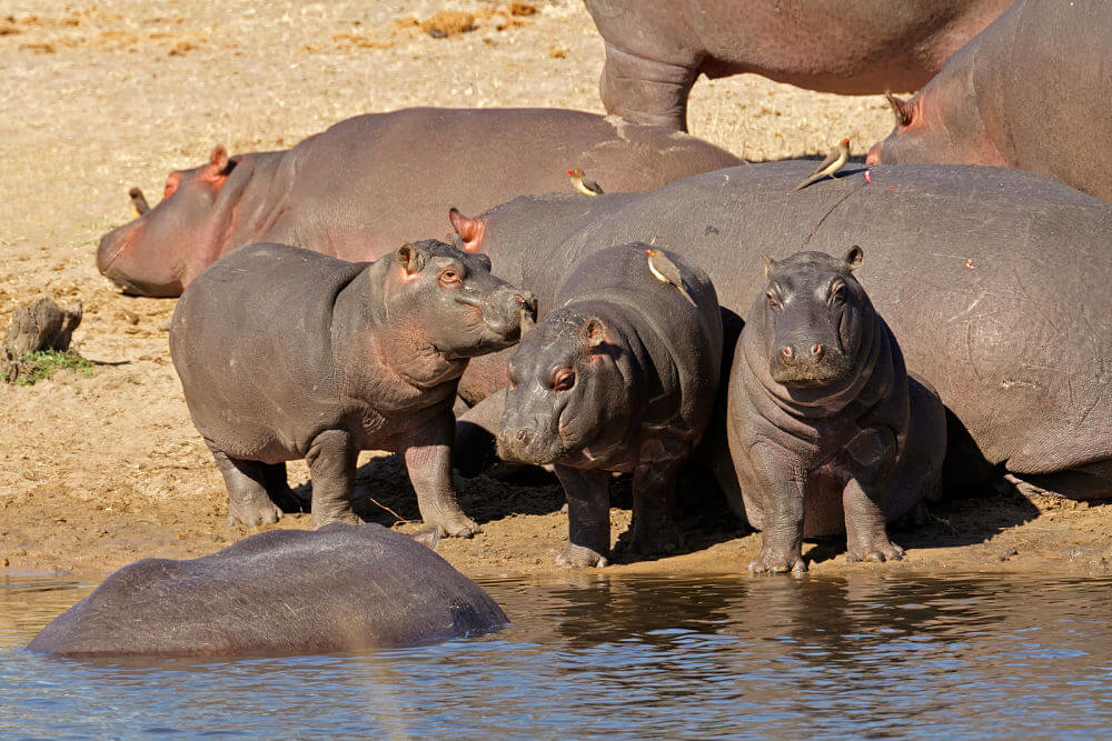 bebés hipopótamos