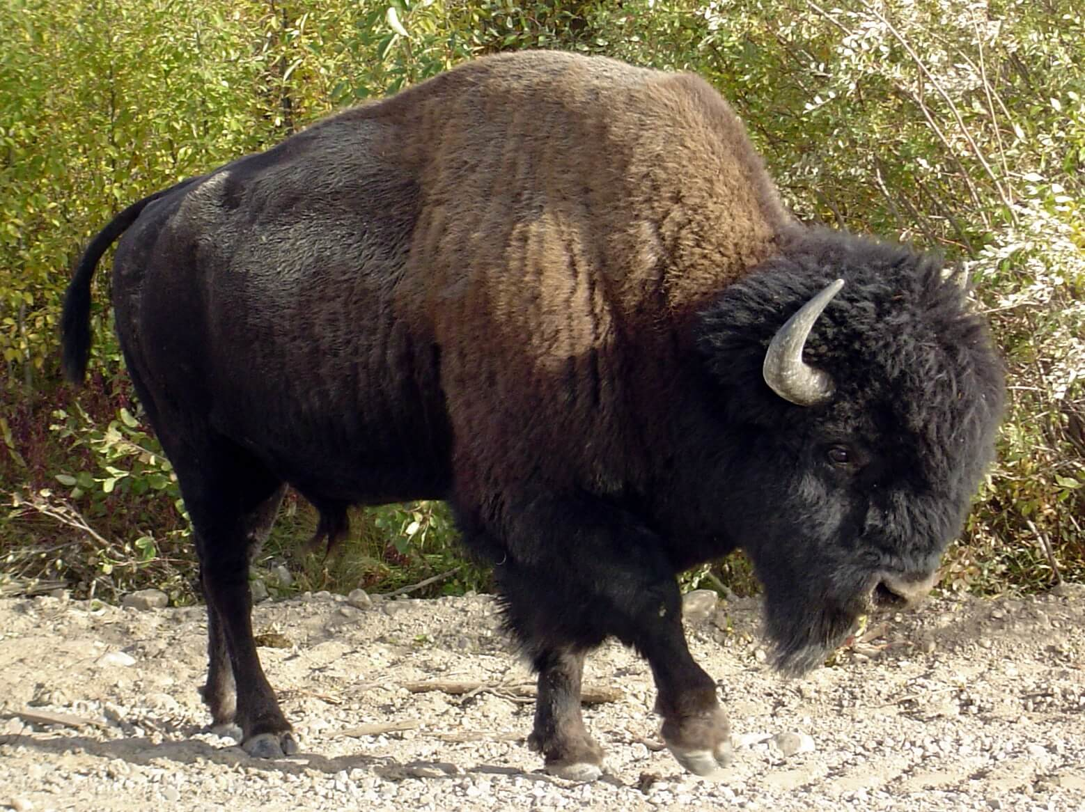 bisonte gigante