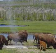 Bisonte pastando cerca de una fuente termal, Yellowstone