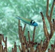 Bluehead Wrasse, Barrera de Coral de Belice