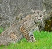 Bobcat (Lynx rufus), tomada en Sunol Park