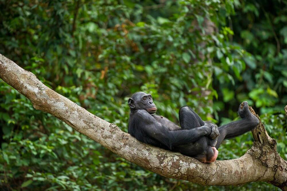 bonobo descansando en un árbol