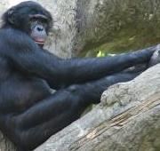 Bonobo en el Zoo de Cincinnati