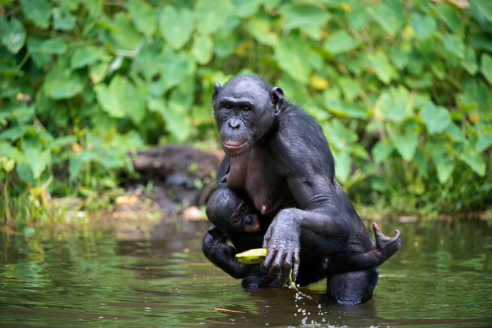 bonobo hembra con bebé y plátano