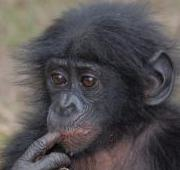 Bonobo Joven (Pan paniscus)