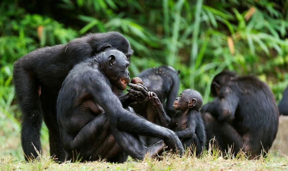 bonobo madres y bebés