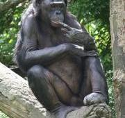 Bonobo (Pan paniscus) en el zoológico de Cincinnati