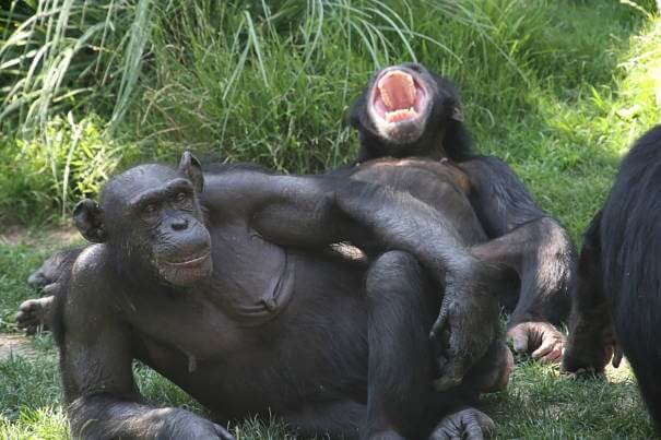 bonobo risueño