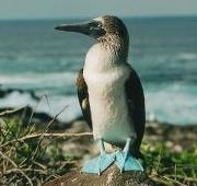 Booby patas azules, en las Islas Galápagos