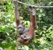 Bornean Orang-utan en el Centro de Rehabilitación Sepilok Orangutan, Sabah