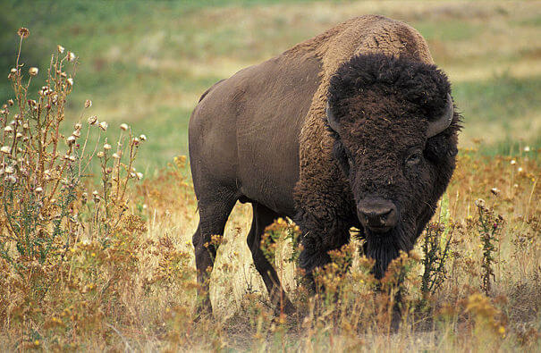 bisonte / bisonte americano
