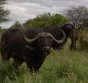 Búfalo africano en Kruger, Sudáfrica