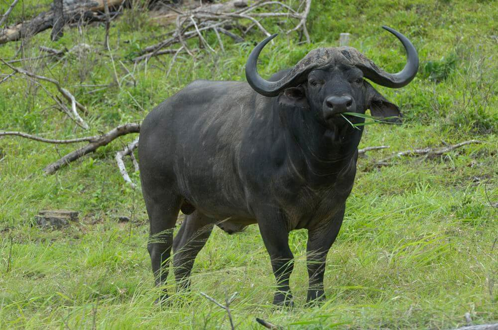 búfalo africano gigante