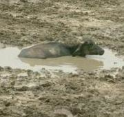 Búfalo de agua en la India.