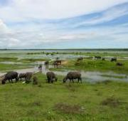 Búfalo de agua en Srilanka