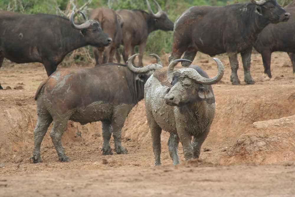 búfalo de capa en barro