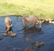 Búfalos de agua bañándose en un sumidero en Vietnam