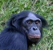 Cabeza de un Bonobo (Pan paniscus)