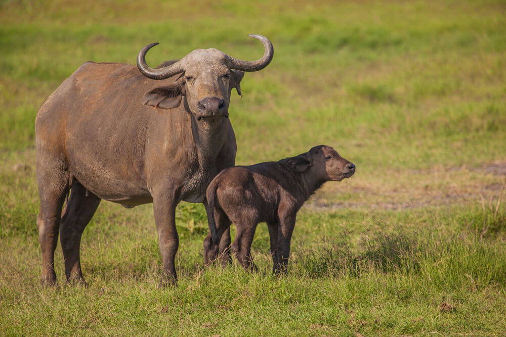 Cabo de búfalos madre y bebé