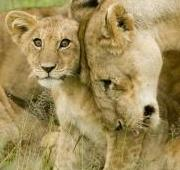 Cachorro de león con madre en el Serengeti