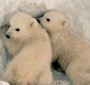 Cachorros de oso polar (Ursus maritimus).