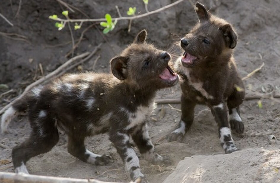cachorros pequeños de perro salvaje africano