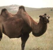 Camello bactriano (Camelus bactrianus), Mongolia