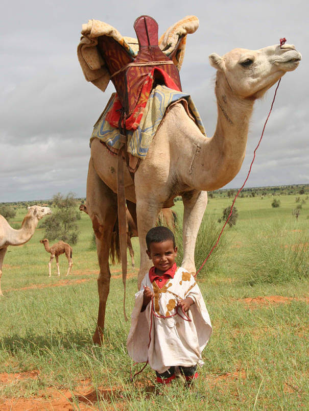 camello con niño pequeño