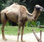 Camello dromedario en el zoológico de Singapur