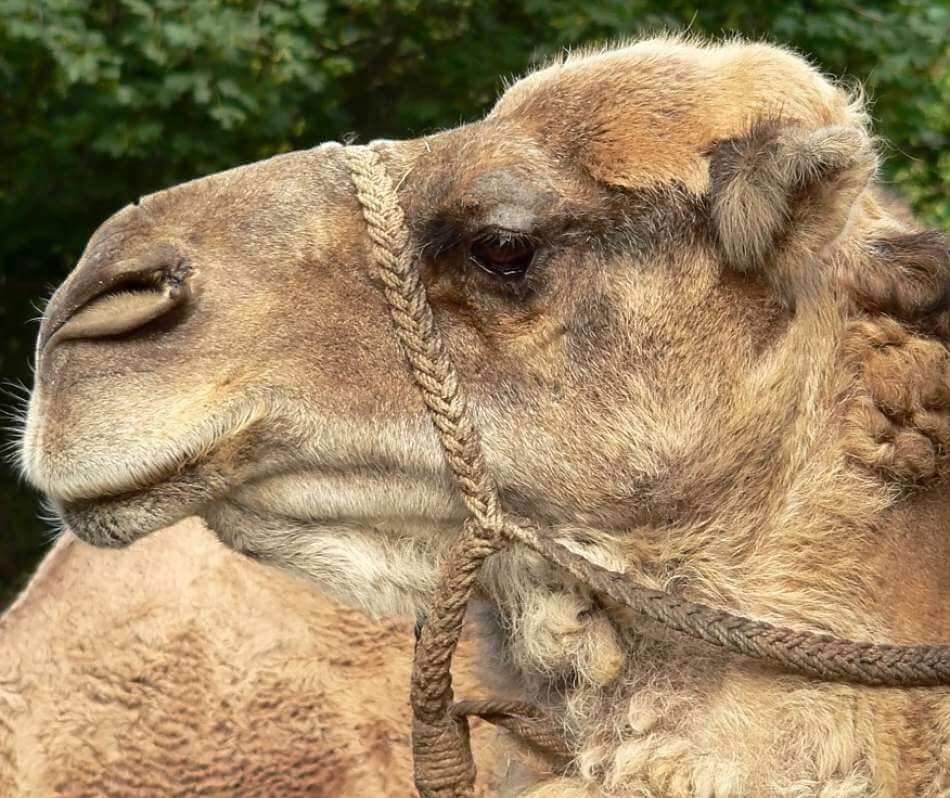 camello primer plano extremo